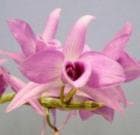 �ǥ�ɥ��ӥ塼�� �����ѡ��Х� ������ƥ���<BR>Den.superbum var. giganteum�ڲ֤ʤ�����