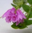 �ǥ�ɥ��ӥ塼�� �ǥ����������ǥ� �ƥߥ륭����������<BR>Den.dichaeoides ��Milky Way�ǡڲ֤ʤ�����