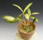 �ǥ�ɥ��ӥ塼�� ���󥮥��ʥ� �Хꥨ������<BR>Den.kingianum var. variegata (������)�ڲ֤ʤ�����
