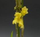 �ǥ�ɥ��ӥ塼�� ���֥��������� �ѥ���˥���<BR>Den.subclausum var. pandanicola�ڲ֤ʤ�����