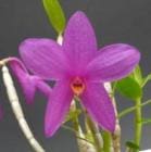 �ǥ�ɥ��ӥ塼�� ����ԥǥ��ե����<BR>Den.crepidiferum (Mini Type) (=sulawesiense)�ڲ֤ʤ�����