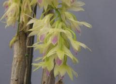 希少　蕾あり　自然種　洋蘭原種　アメジストグロッサム　デンドロビウム デンドロビューム アメジストグロッサム<BR>Den.amethystoglossum【花