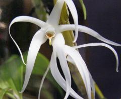 �ǥ�ɥ��ӥ塼�� ����ܥ��ͥ󥷥�Den.amboinensis�ڲ֤ʤ�����