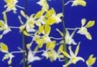 �ǥ�ɥ��ӥ塼�� ���������������㡼�� �ƥ��ߥ��<BR>Den.Glocester Charm ��Kamiya�ǡڲ֤ʤ�����