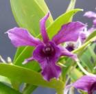 �ǥ�ɥ��ӥ塼�� �Х�����åȥ�ޥ�<BR>Den.Violet Yamaji�ڲ֤ʤ�����