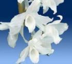 �ǥ�ɥ��ӥ塼�� �ͥ����� �����<BR>Den.Nester var. alba�ڲ֤ʤ�����