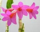 �ǥ�ɥ��ӥ塼�� �ҥ��󥯥꥽�ڥ�<BR>Den.Den.Hisnying Chrysopense�ڲ֤ʤ�����