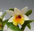 �ǥ�ɥ��ӥ塼�� �٥�ޥ꡼<BR>Den.Bella Maree (Dawn Maree x bellatulum)�ڲ֤ʤ�����