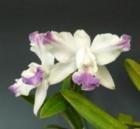 ���ȥ쥢 ���󥿡���ǥ��� �����ˡ�����쥢<BR>C.intermedia var. aquinii-coerulea�ڲ֤ʤ�����