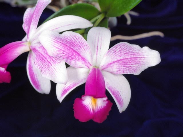 カトレア 楽天市場】C.purpurata var ardosia storiata x sibカトレア属