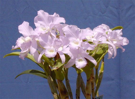 カトレア スキンネリー セルレッセンス<BR>C.skinnerii var