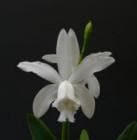 ���ȥ쥢 ���󥿡���ǥ��� �����<BR>C.intermedia var. alba�ڲ֤ʤ�����