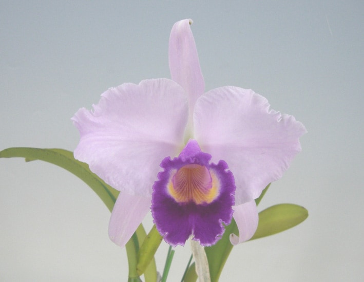 カトレア トリアネイ 'ダン'<BR>C.trianaei 'Dawn'【花なし株】 | 【苗