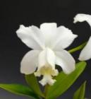 ���ȥ쥢 ���ǥ������� ����� �ƥ���業��<BR>C.loddigesii var. alba ��Shirayuki�ǡڲ֤ʤ�����