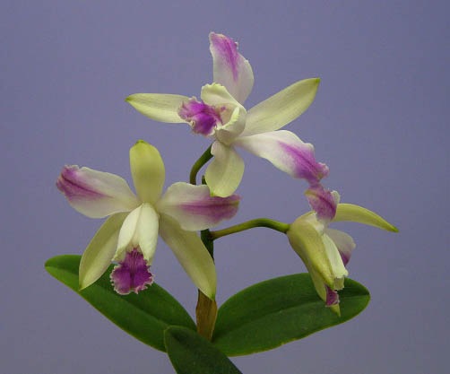 花目 Flora e Funga do Brasil