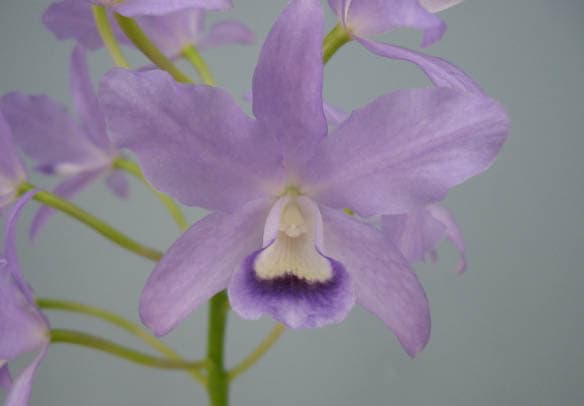 美苗❤️超レア❤️✨ポルン✕ポーリンゼ✨ 🫧