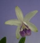 ���ȥ쥢 ���󥿡���ǥ��� ����쥢<BR>C.intermedia var. coerulea�ڲ֤ʤ�����