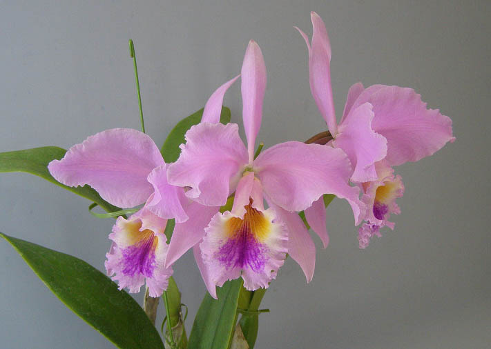 ハイドランジア カトレア 明るく発色の良いミディカトレア】C.Love Castle ´Happiness'（交配種