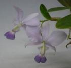 ���ȥ쥢 ��륱�ꥢ�� ����쥢 �ƥ֥롼�ե�������<BR>C.walkeriana var. coerulea ��Blue Face�ǡڲ֤ʤ�����