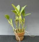 ���ȥ쥢 ������ͥ� �����<BR>C.skinnerii var. alba�ڲ֤ʤ�����