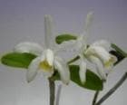 ���ȥ쥢 �ե����٥��� �����<BR>C.forbesii var. alba�ڲ֤ʤ�����