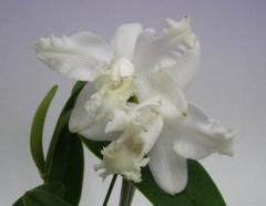 ���ȥ쥢 ���󥿡���ǥ��� ����Х����ˡ�C.intermedia var. alba-aquinii�ڲ֤ʤ�����