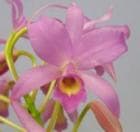 ���ȥ쥢 ���ƥޥ�󥷥� �ƥԥ󥯥�����<BR>C.guatemalensis ��Pink Shower�ǡڲ֤ʤ�����