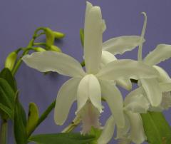 ȥ쥢 󥿡ǥ  ƥȡC.intermedia var. suave Kurtǡڲ֤ʤ