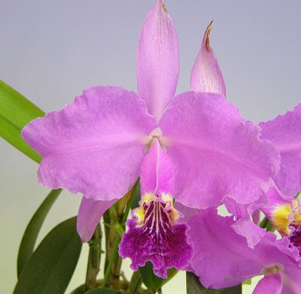 カトレア ルデマニアナ '3783'<BR>C.lueddemanniana '3783'【花なし株 カトレア ルデマニアナ '3783'<BR>C.lueddemanniana '3783'【花なし株