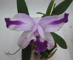 カトレア Angel R/エンジェルアール】背中開き 刺繍レース ホルターネック