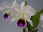 ���ȥ쥢 �ѡ����Хꥢ�� �ƥե���ǥ��С�<BR>C.percivaliana ��Farah Dibu�ǡڲ֤ʤ�����