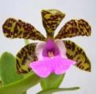 ���ȥ쥢 �������ǥ���<BR>C.aclandiae�ڲ֤ʤ�����