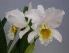 ���ȥ쥢 �ѡ����Хꥢ�� �����<BR>C.percivalliana var. alba�ڲ֤ʤ�����