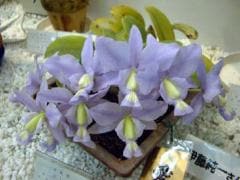 カトレア ノビリオール セルレア<BR>C.nobilior var. coerulea 'Loua