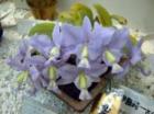���ȥ쥢 �Υӥꥪ���� ����쥢<BR>C.nobilior var. coerulea ��Loua de Certao�ǡڲ֤ʤ�����