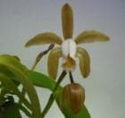 ���ȥ쥢 �ե����٥��� �ƥ��꡼���<BR>C.forbesii ��Green�ǡڲ֤ʤ�����