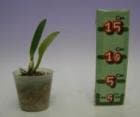���ȥ쥢 �ѡ����Хꥢ�� �����<BR>C.percivalliana var. alba�ڲ֤ʤ�����