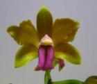 ���ȥ쥢 �ӥ��顼<BR>C.bicolor�ڲ֤ʤ�����