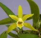 ���ȥ쥢 �ࡼ�쥢��<BR>C.mooreana�ڲ֤ʤ�����