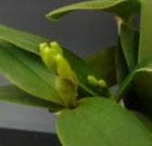 ���ȥ쥢 �����ˡ��ӥ˥��顼<BR>C.intermedia var. aquinii-vinicolor�ڲ֤ʤ�����