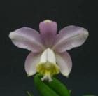 ���ȥ쥢 ���ǥ������� �ƥ�����<BR>C.loddigesii ��Ellen�� BM/JOGA�ڲ֤ʤ�����