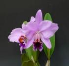 ���ȥ쥢 �ѡ����Хꥢ�� �ƥ��ߥåȡ�<BR>C.percivalliana ��Summit�� FCC/AOS�ڲ֤ʤ�����