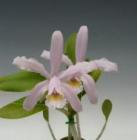 ���ȥ쥢 �ե����٥��� �ץ󥯥����� �ƥڡ���ե塼������<BR>C.forbesii var. punctata ��Pale Fusion�ǡڲ֤ʤ�����