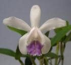 ���ȥ쥢 ���󥿡���ǥ��� ����쥢 �ƥѥ����ۥåס�<BR>C.intermedia var. coerulea ��Paulo Hoppe�ǡڲ֤ʤ�����