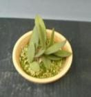 ���ȥ쥢 ����ꥢ�� ����쥢<BR>C.schilleriana var. coerulea (��Nagara��x self)�ڲ֤ʤ�����