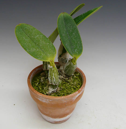 H*H様 洋蘭原種　カトレア　ワルケリアナ ☆洋蘭☆原種☆カトレア☆C. walkeriana f.coerulea 'Lapis Lazuli #12