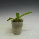 ���ȥ쥢 �ޥ�����<BR>C.maxima ((��Suwada�ǣ���Fukue��)x��Suwada��BM/JOGA)�ڲ֤ʤ�����