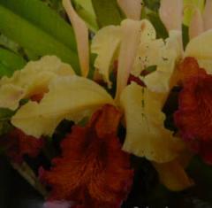 洋蘭 原種 カトレア　C（Soph）. cernua fma. aurea 大株 C. cernua fma. aurea x sib.(Paraguay) - 洋蘭専門店・生産直売