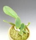 ���ȥ쥢 ��륱��� ���ߥ����<BR>C.walkeriana var. semi-alba ��Izuki��BM/JOGA x ��Tokyo No.1�� SM/JOGA�ڲ֤ʤ�����