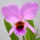 ���ȥ쥢 �ѡ����Хꥢ�� �ƥ���С��ġ�<BR>C.percivaliana ��Alberts�ǡڲ֤ʤ�����